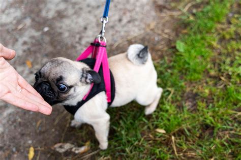 ruja u czowieka|Rura u psów: w jakim wieku się zaczyna i jak długo trwa